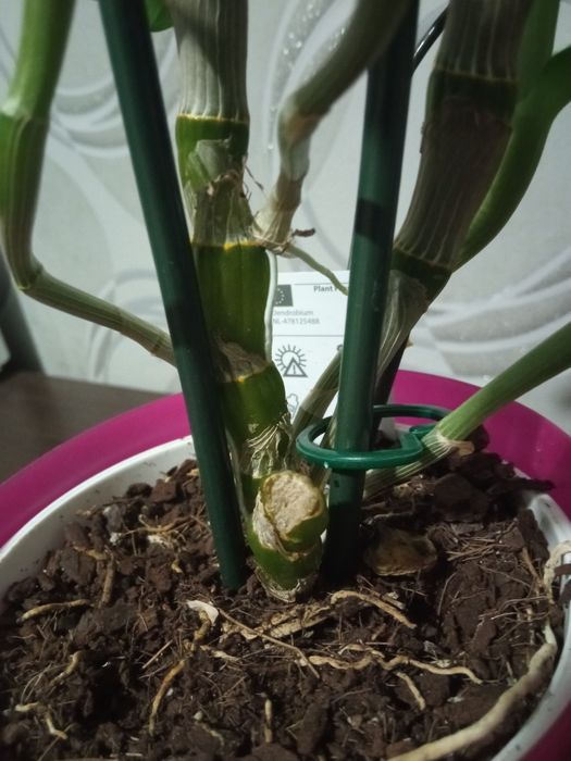 Орхідея дендробіум