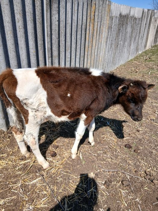 Продам бички на відгодівлю