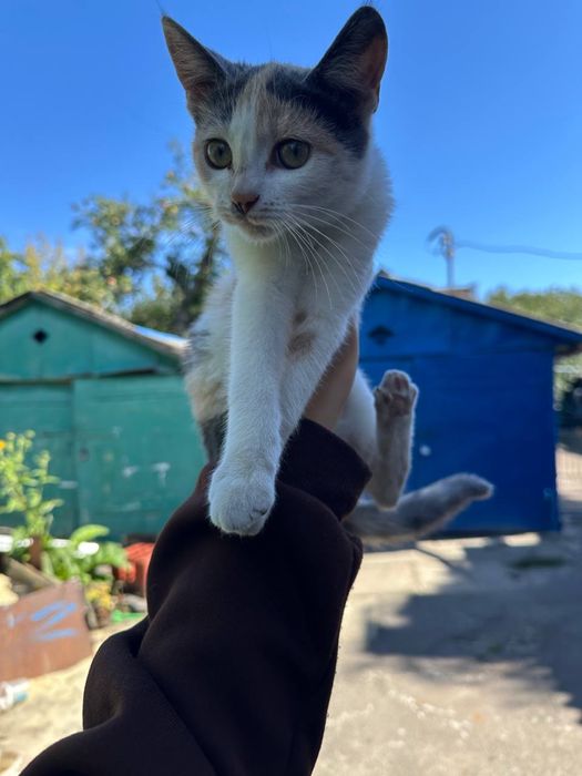 Котеннята (безкоштовно віддам)