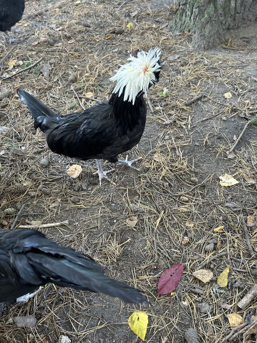 czubatka kogut mlody z lata 2025