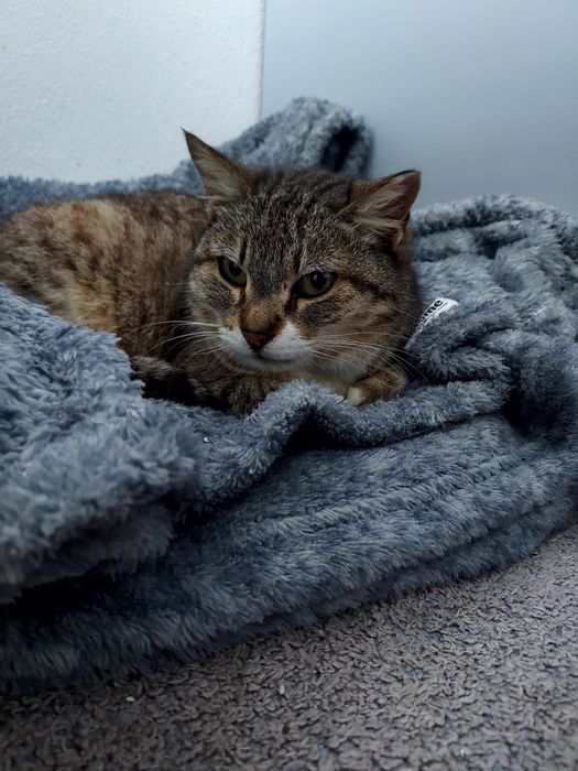 Gatinha meiguinha para adoção