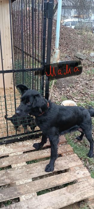 Цуценята 1,5 місяці в добрі руки м. Калуш безкоштовно !