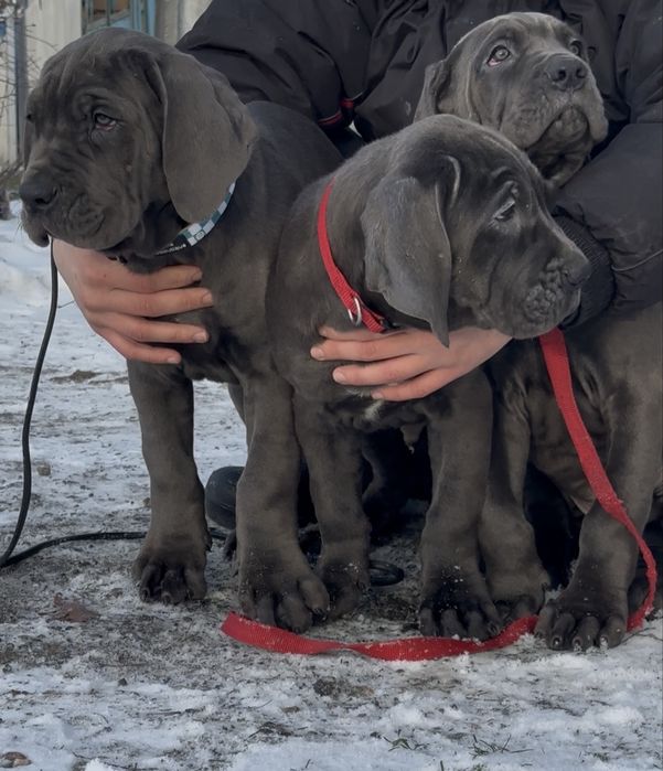 Продам щенков Кане Корсо