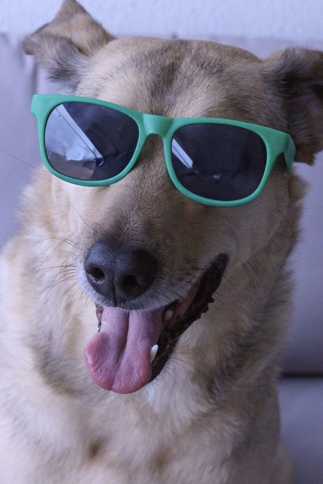 Tomo conta de cães. Estadias, Creche, Pet sitting, Dog Taxi