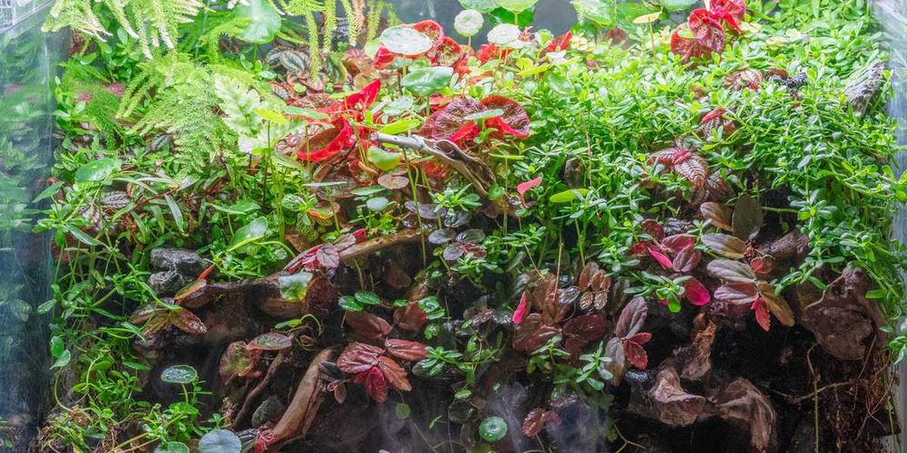 Plantas para terrário - fáceis de manter