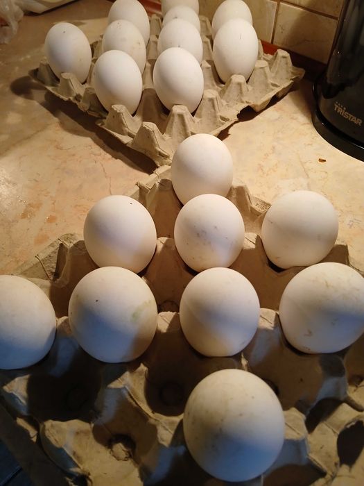 Na sprzedaż  Jajka gęsi -lęgowe