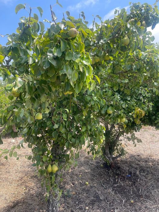 Oportunidade Terreno