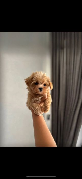 Мальтипу девочк u f1/f2 бейби фейс