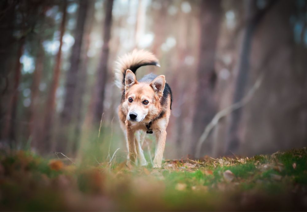 Mały pies 15 kg | Aktywny, inteligentny, bardzo kontaktowy