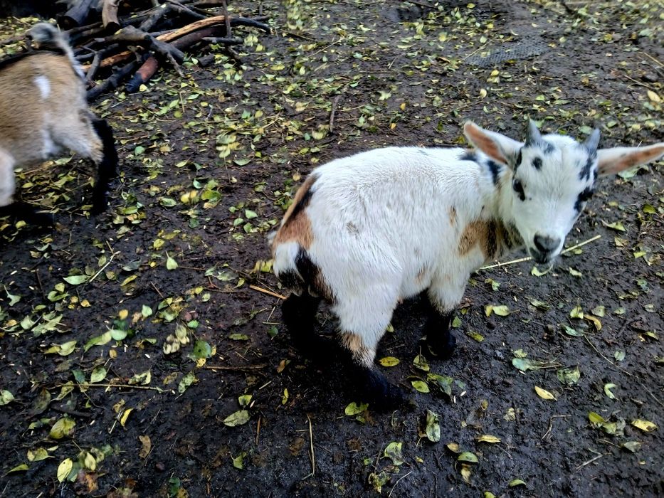 Козлята камерунские 31.07.25