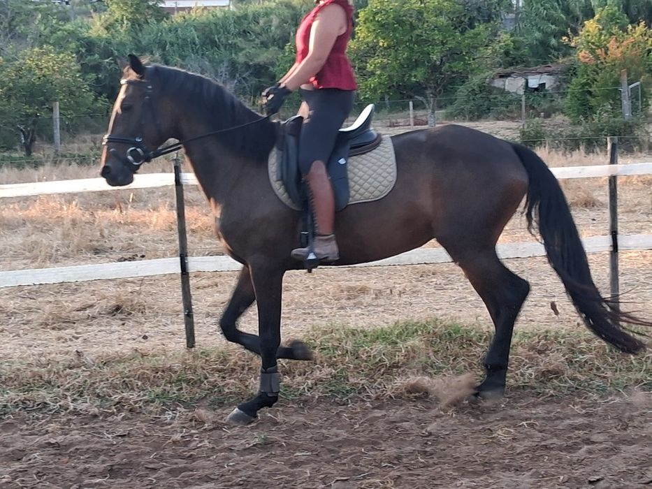 Égua 5 anos montada