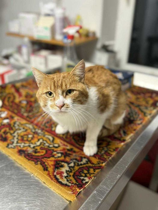 Browarwk bialo-rudy kocurek czeka na dom stału  G