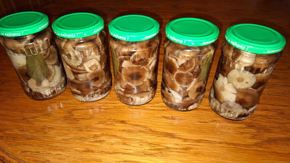 Opieńki marynowane 5x370ml 2025r