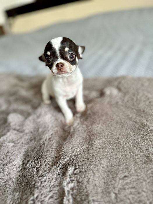 Femea chihuahua mini