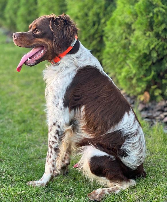 Кобель эпаньол бретон для вязки