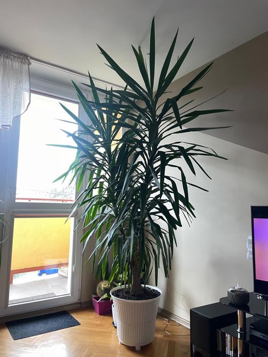 Duża juka (jukka, yucca),