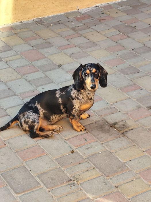 Такса Чистокровні цуценята мраморної такси