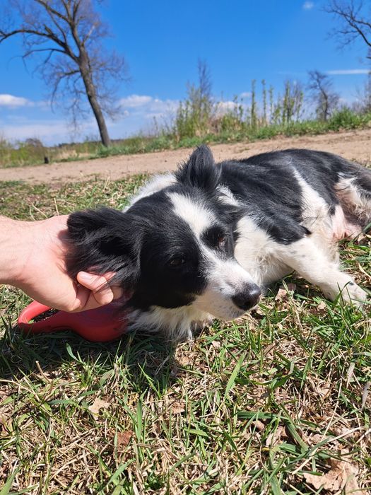 Czesia, suczka do adopcji