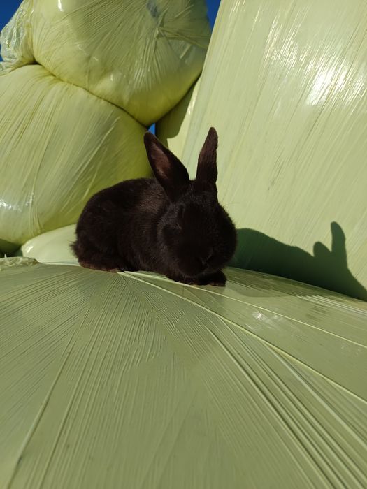 Sprzedam samca kuny wielkiej