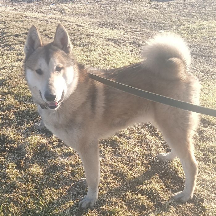 Робоча собака по всьому