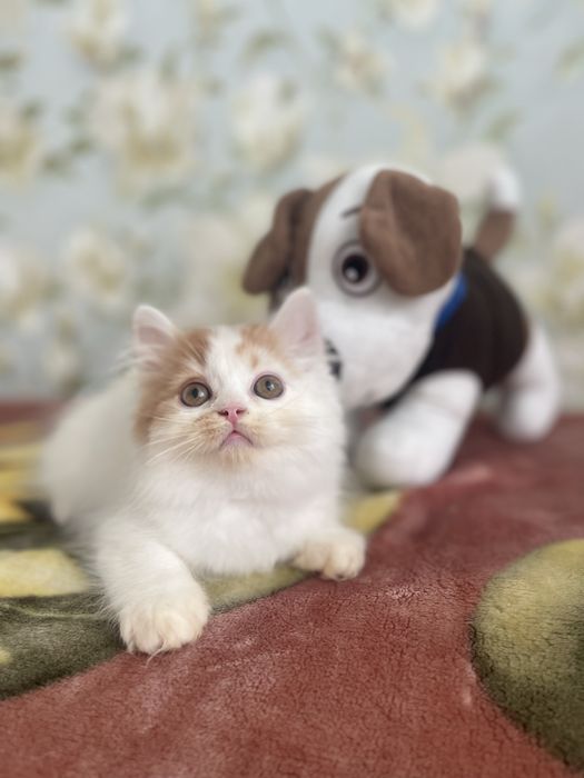 Скоттиш страйт облочко