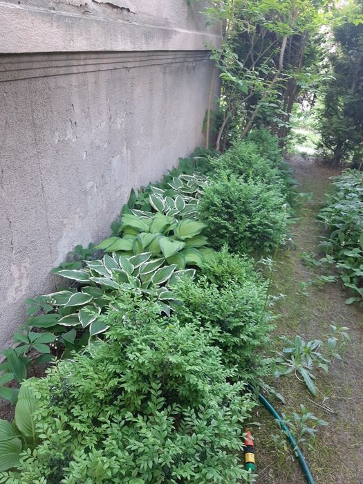 Bukszpany duże I zdrowe 80-100cm, zimozielone, na żywopłot