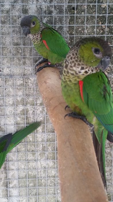 Pyrrhuras rupicola