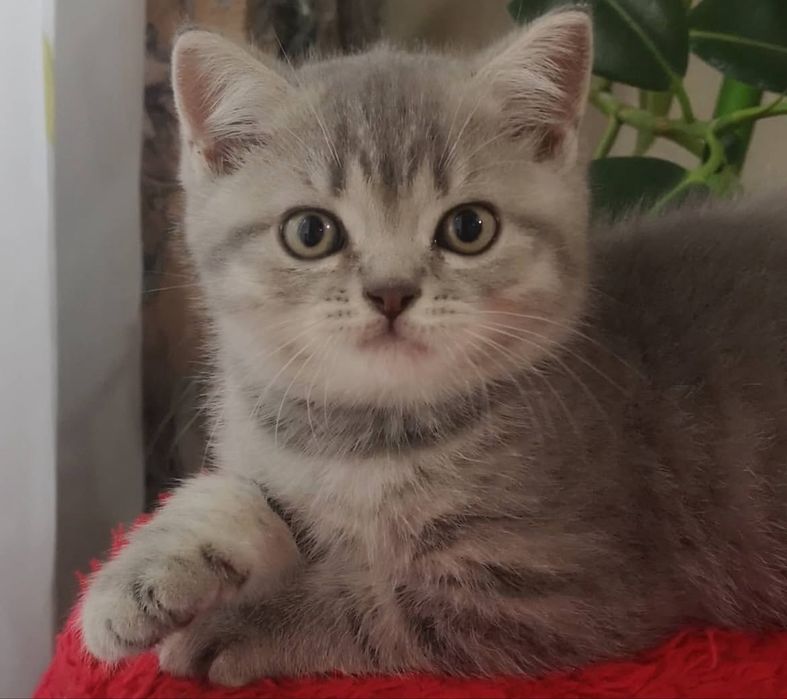 Скоттиш страйт мальчишка