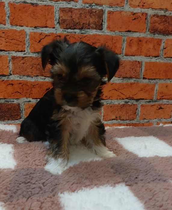 Dziewczynka yorkshire