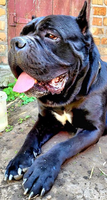 Вязка Кане корсо