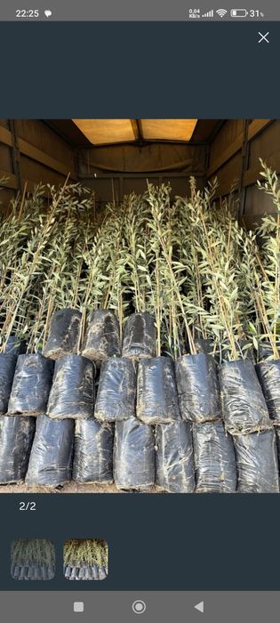 Oliveiras para azeite ,mesa ou simplesmente ornamental