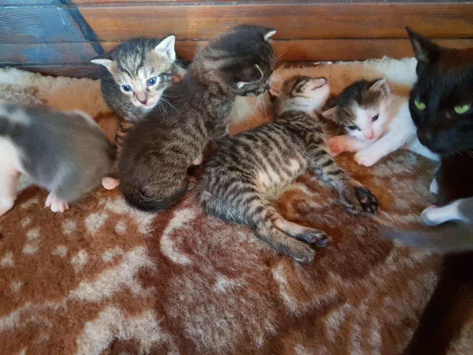 Oddam koty w dobre rece