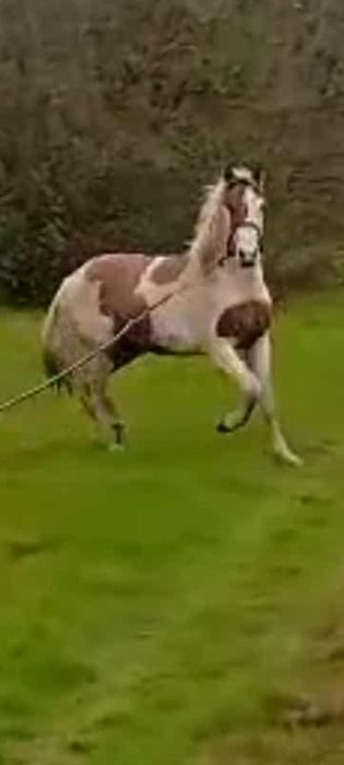 Poldro malhado com 15 meses