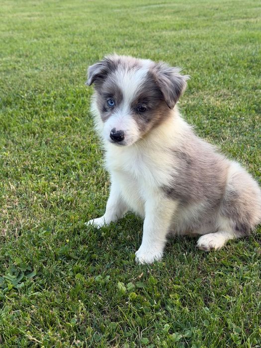 Sunia Border Collie blue merle