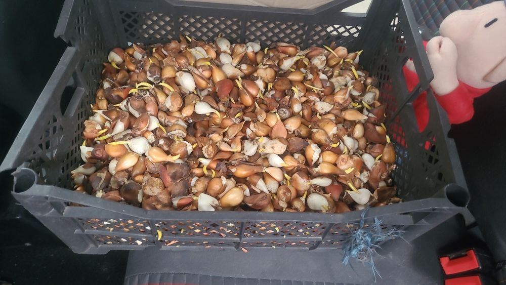 Цибулини  тюльпанів