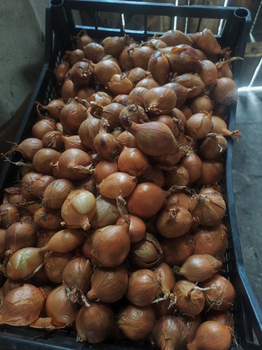 Cebula drobna fazerowana