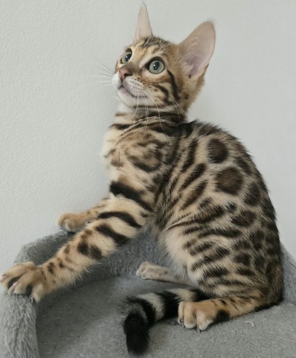 Kocurek Bengalski