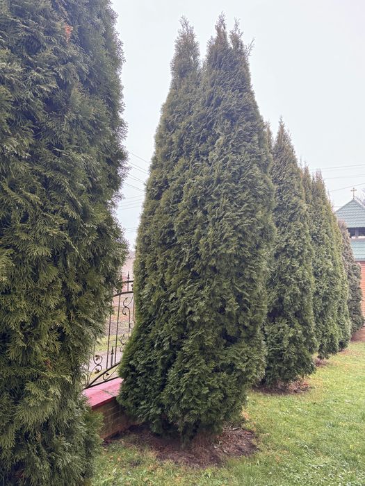 Продам Туї (6-5 м)