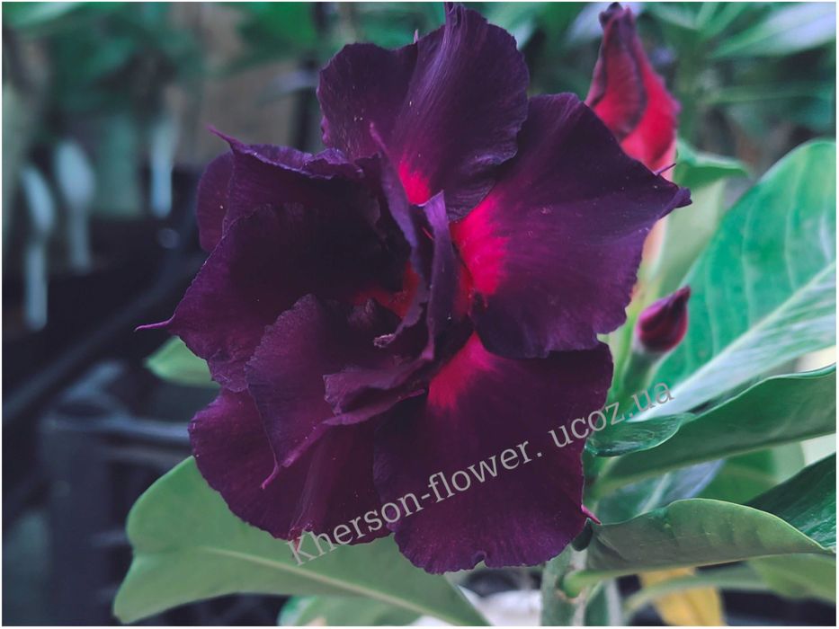 Адениум Madame Butterfly прививка