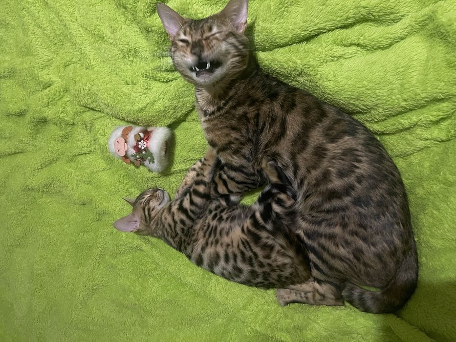 Бенгальские котята