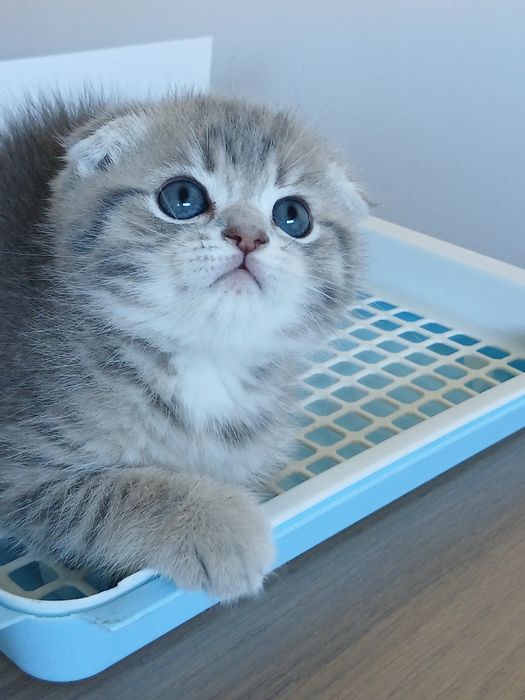 Scottish Fold Macho
