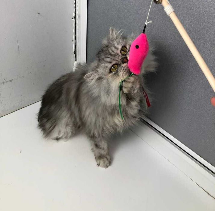 шотландочка кішечка Ліза. Добра, лагідна, але самодостатня цяця.