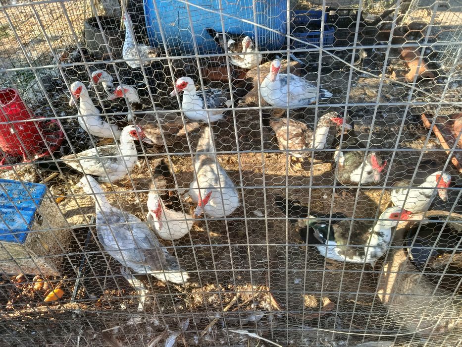 patos mudos alemão (gigante)