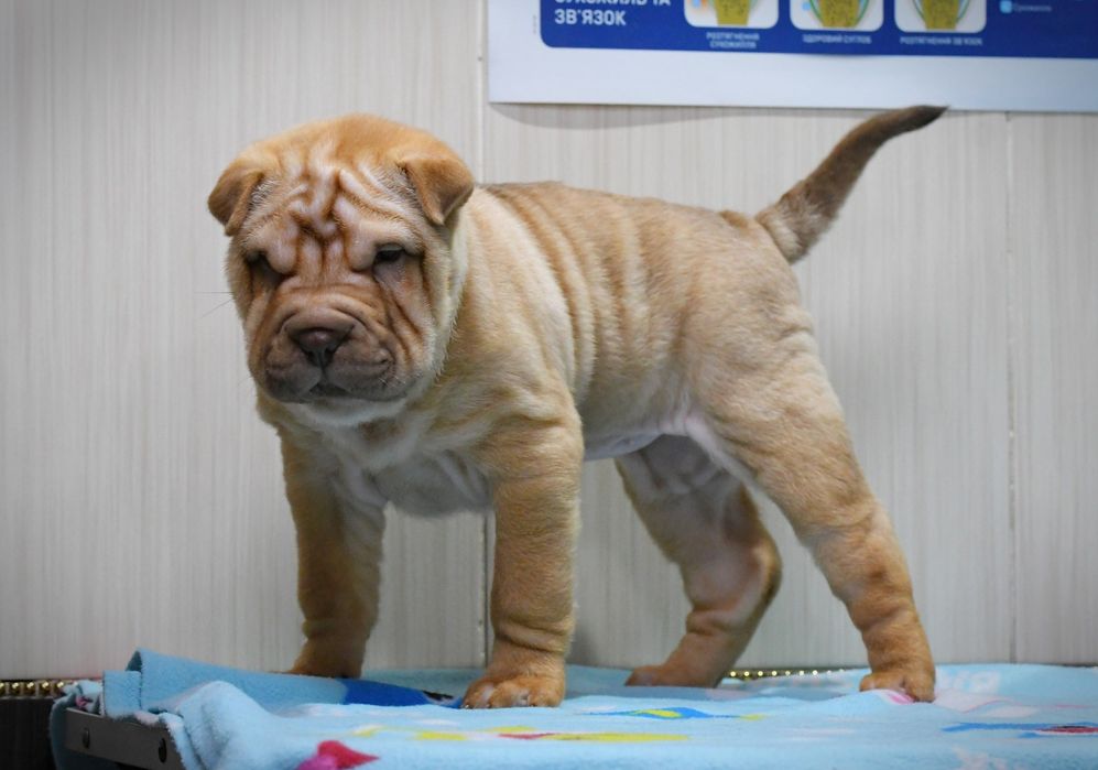 Продаються цуцики породи Шарпей