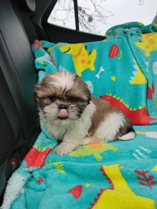 Shihtzu wesoły maluszek