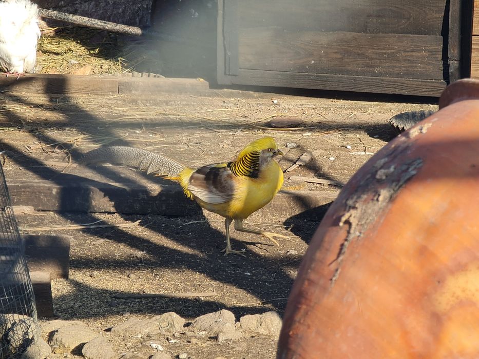 Продам лимонний фазан