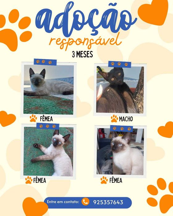 Gatinhos adoçao
