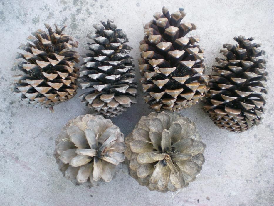 Pinhas pinheiro bravo fogo lareira fogareiro salamandra recuperador