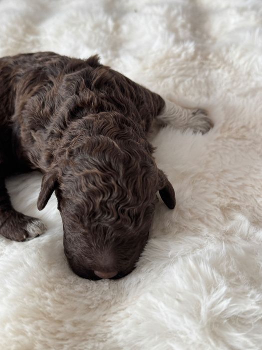 Lagotto Romagnolo piesek FCI ZKwP