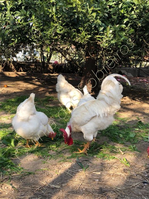 Galos, galinhas e ovos.